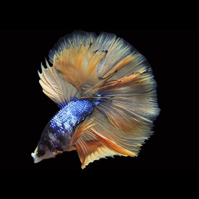 Siamese Fighting Fish Sees Brighter Future - DITP THINK THAILAND